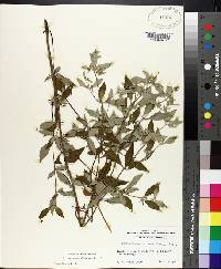 Pycnanthemum albescens image