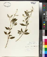 Pycnanthemum albescens image