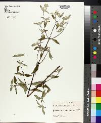 Pycnanthemum albescens image