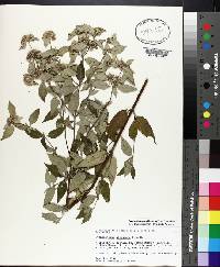 Pycnanthemum albescens image