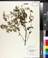 Pycnanthemum albescens image