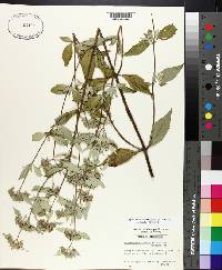 Pycnanthemum albescens image