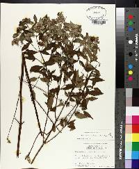 Pycnanthemum albescens image