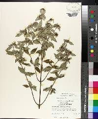 Pycnanthemum albescens image