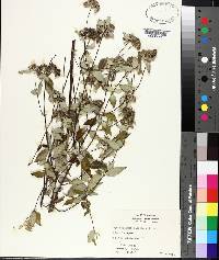 Pycnanthemum albescens image