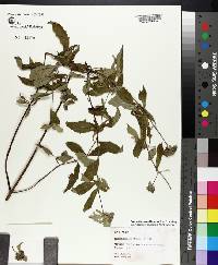 Pycnanthemum albescens image