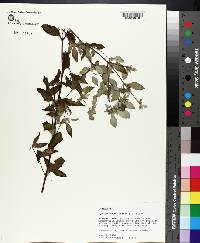 Pycnanthemum incanum image