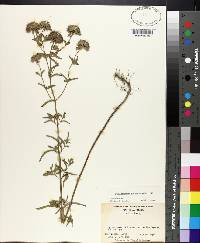 Pycnanthemum flexuosum image