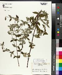 Pycnanthemum muticum image