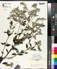 Pycnanthemum muticum image