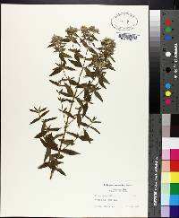 Pycnanthemum pilosum image