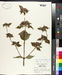 Pycnanthemum pycnanthemoides image