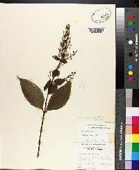 Collinsonia canadensis image