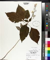 Collinsonia canadensis image