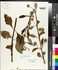 Hyptis alata image