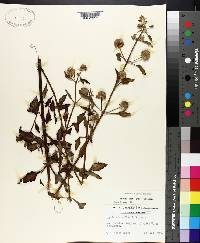 Hyptis alata image