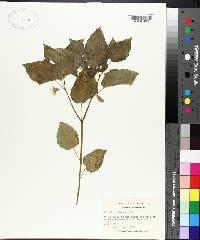 Physalis pubescens image