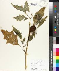 Datura stramonium image