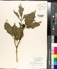 Datura stramonium image