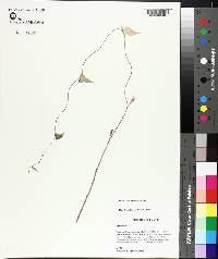 Ipomoea leucantha image