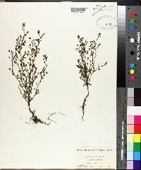 Linaria minor image