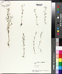 Linaria minor image