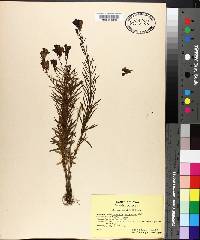 Linaria vulgaris image