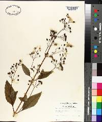 Scrophularia marilandica image