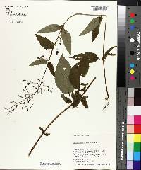 Scrophularia marilandica image