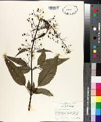 Scrophularia marilandica image