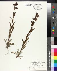 Penstemon gracilis image