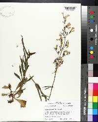 Penstemon laxiflorus image