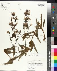 Penstemon tenuis image