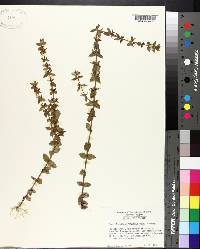 Tragiola pilosa image