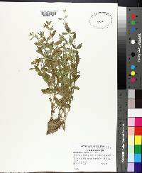 Lindernia dubia image