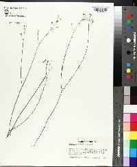 Agalinis keyensis image