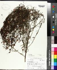 Agalinis tenuifolia image