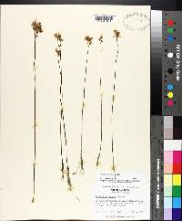 Utricularia cornuta image