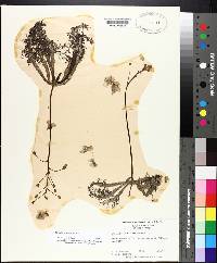 Utricularia inflata image