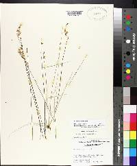 Utricularia juncea image