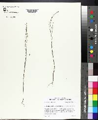 Hypericum drummondii image