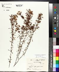 Hypericum galioides image