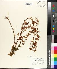 Hypericum mutilum image