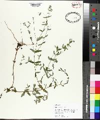 Hypericum mutilum image