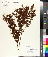 Hypericum myrtifolium image