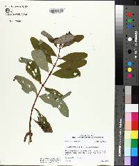 Hypericum walteri image