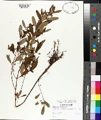 Hypericum walteri image