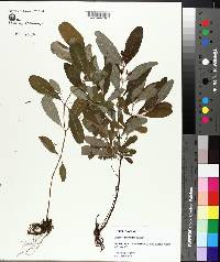 Hypericum walteri image