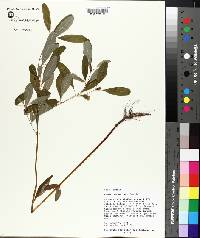 Hypericum walteri image