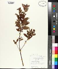 Hypericum walteri image